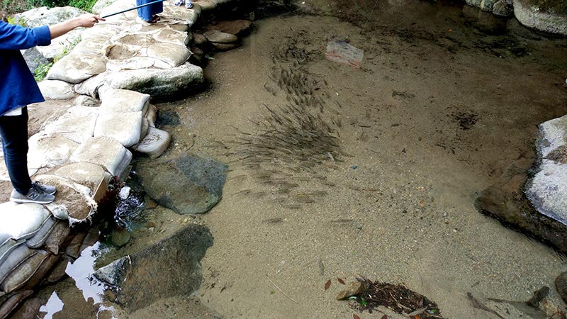 白糸の滝の山女魚
