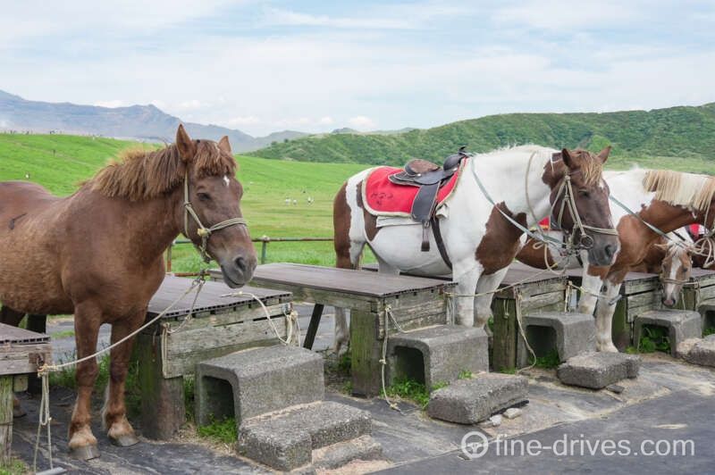 草千里ヶ浜のお馬さんたち