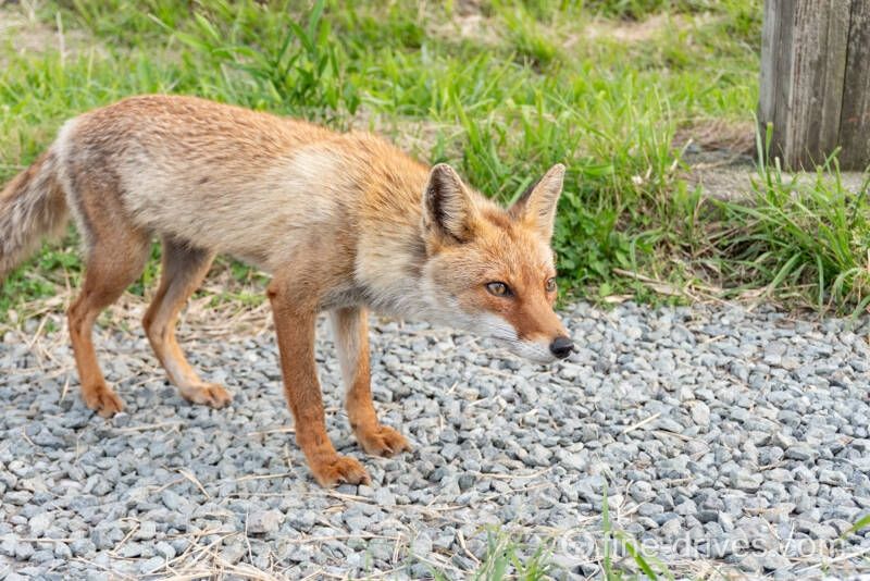 大観峰にいたキツネ