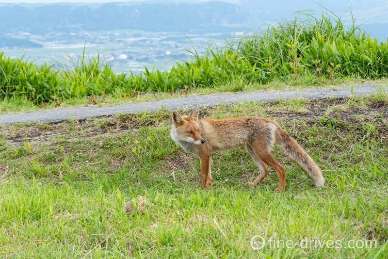 大観峰にいたキツネ