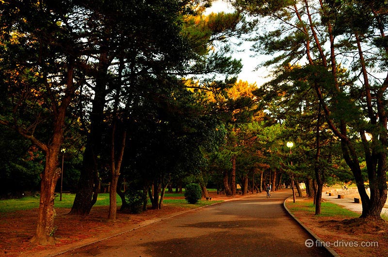 小戸公園の松林